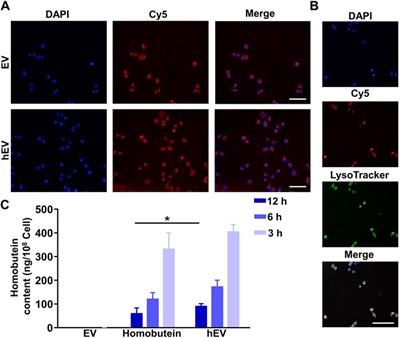 Extracellular vesicles enhance the in vivo antitumor effects of millettia species-derived compounds in chronic myelogenous leukemia therapy